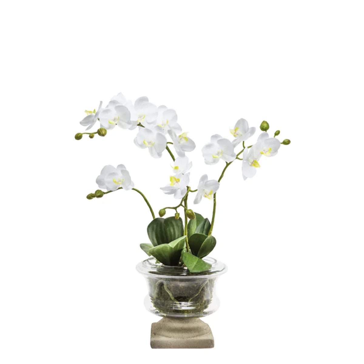 Marylin Orchid