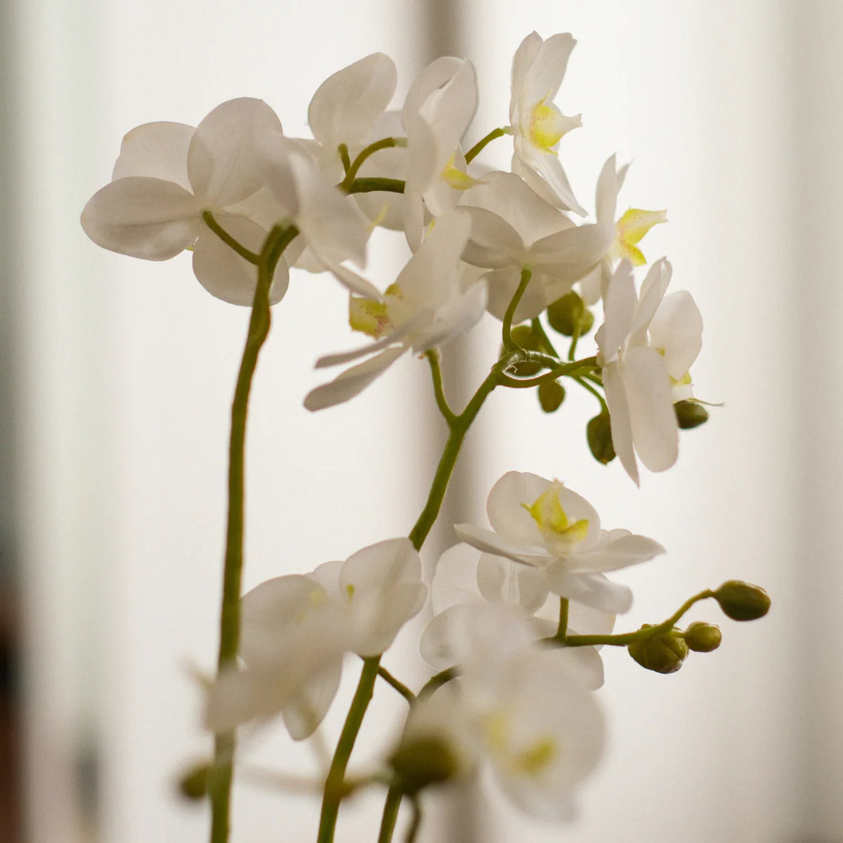 Marylin Orchid