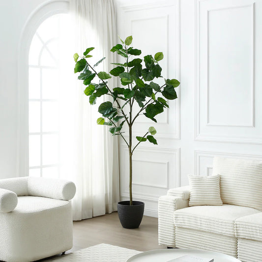 Fiddle Leaf Fig Tree In Pot