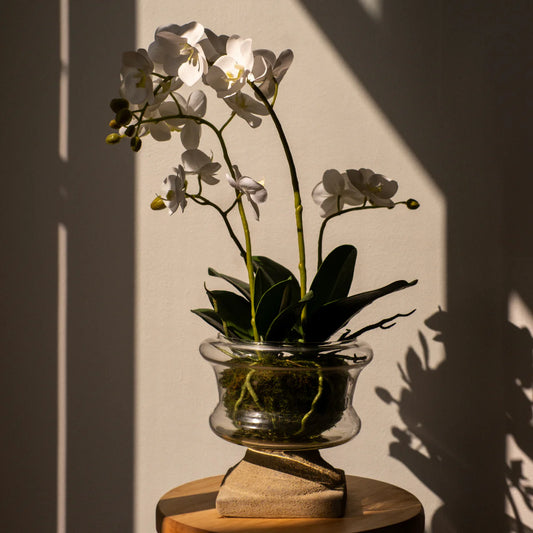 Marylin Orchid