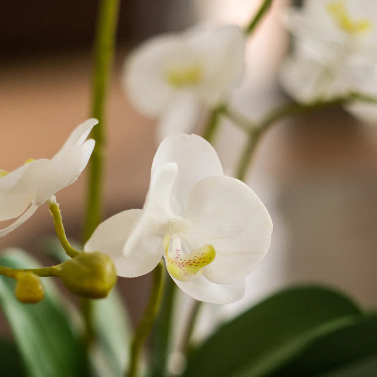 Marylin Orchid