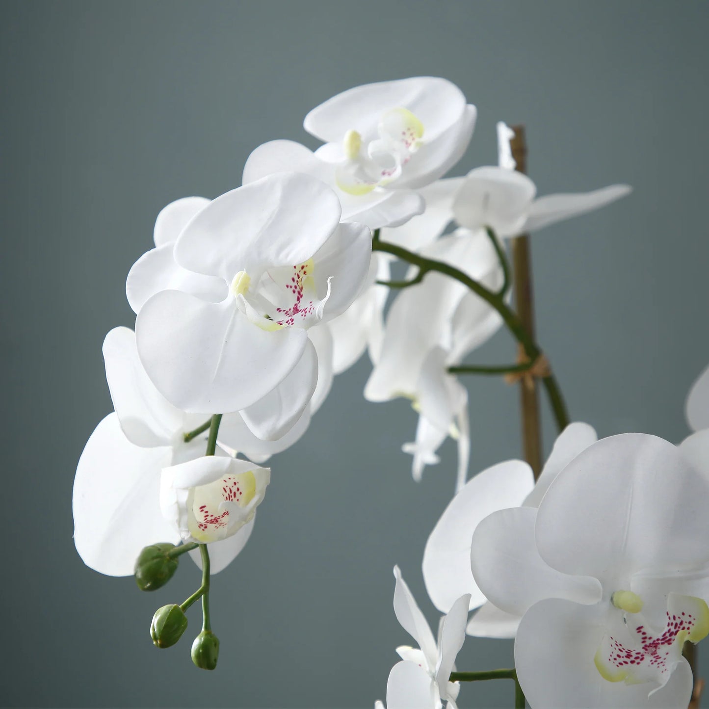 Phalae Orchid