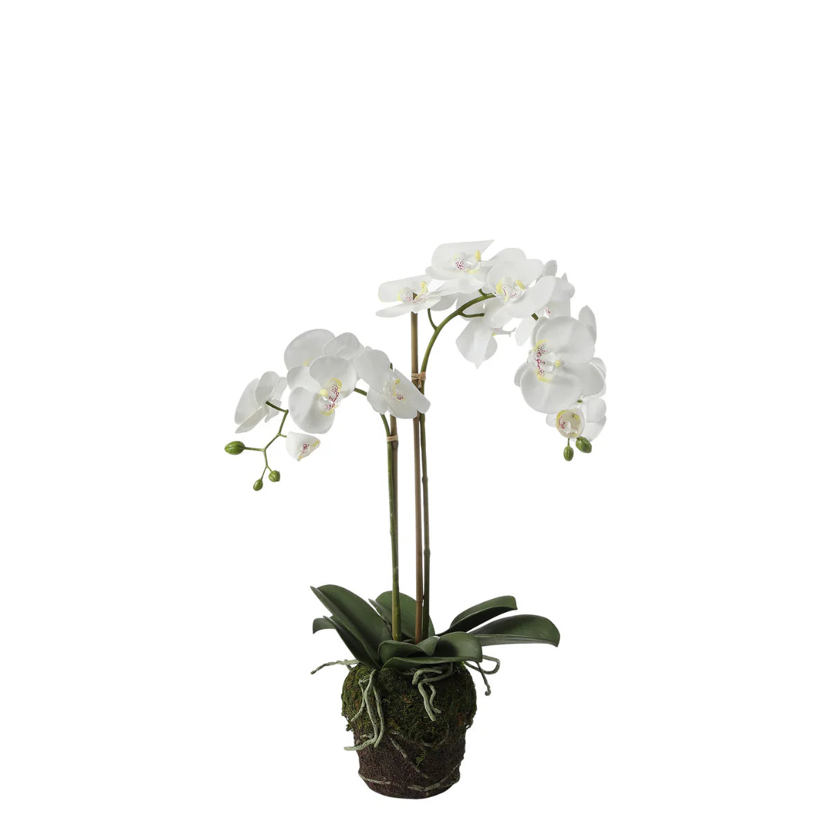 Phalae Orchid