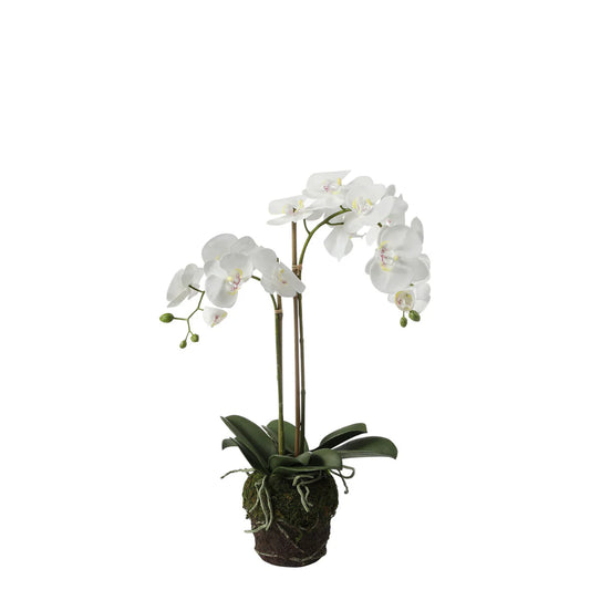 Phalae Orchid