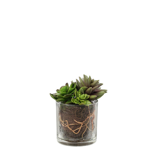 Succulent Mix in Glass