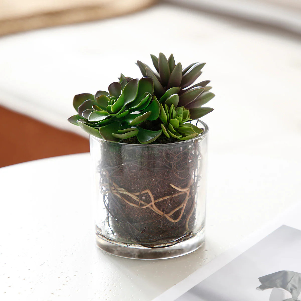 Succulent Mix in Glass
