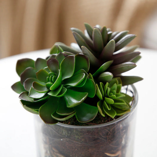 Succulent Mix in Glass