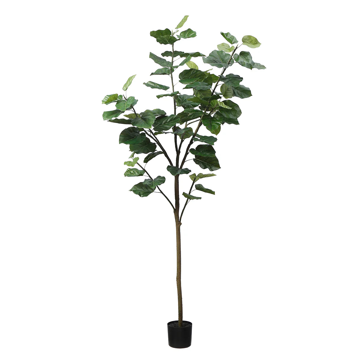 Fiddle Leaf Fig Tree In Pot