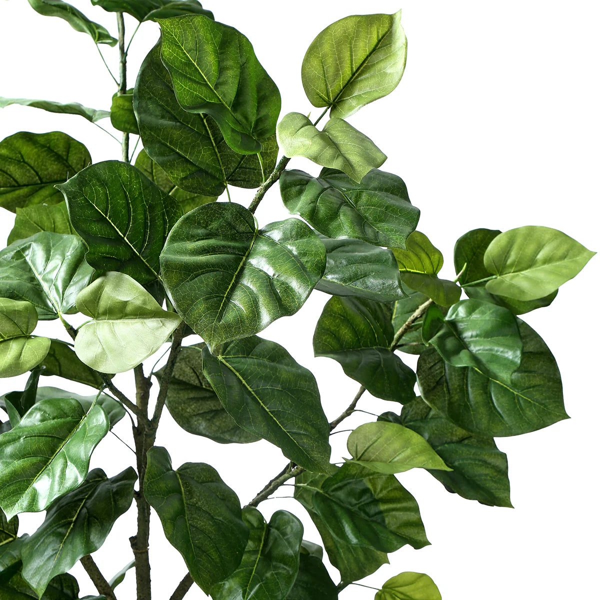 Fiddle Leaf Fig Tree In Pot