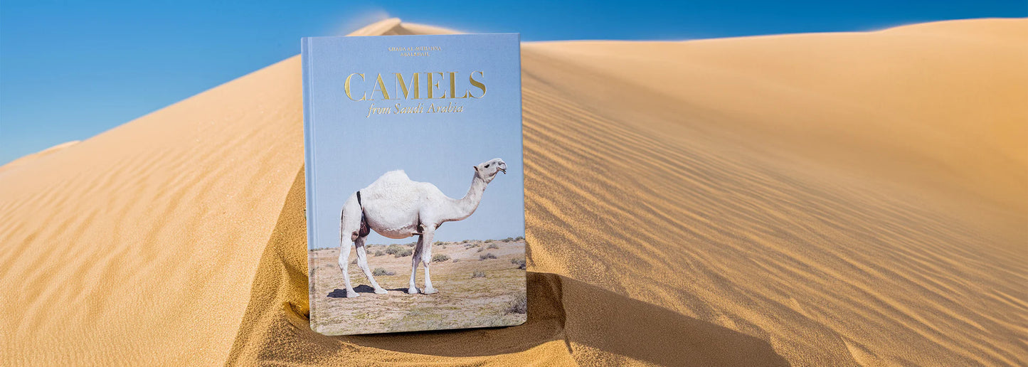 Camels From Saudi Arabia