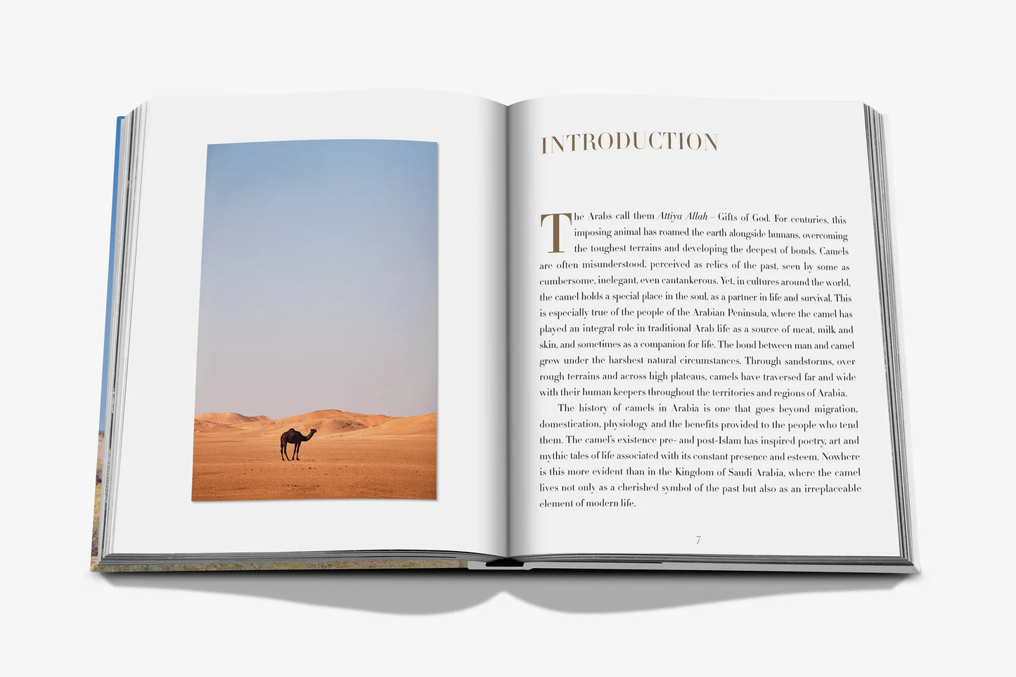 Camels From Saudi Arabia