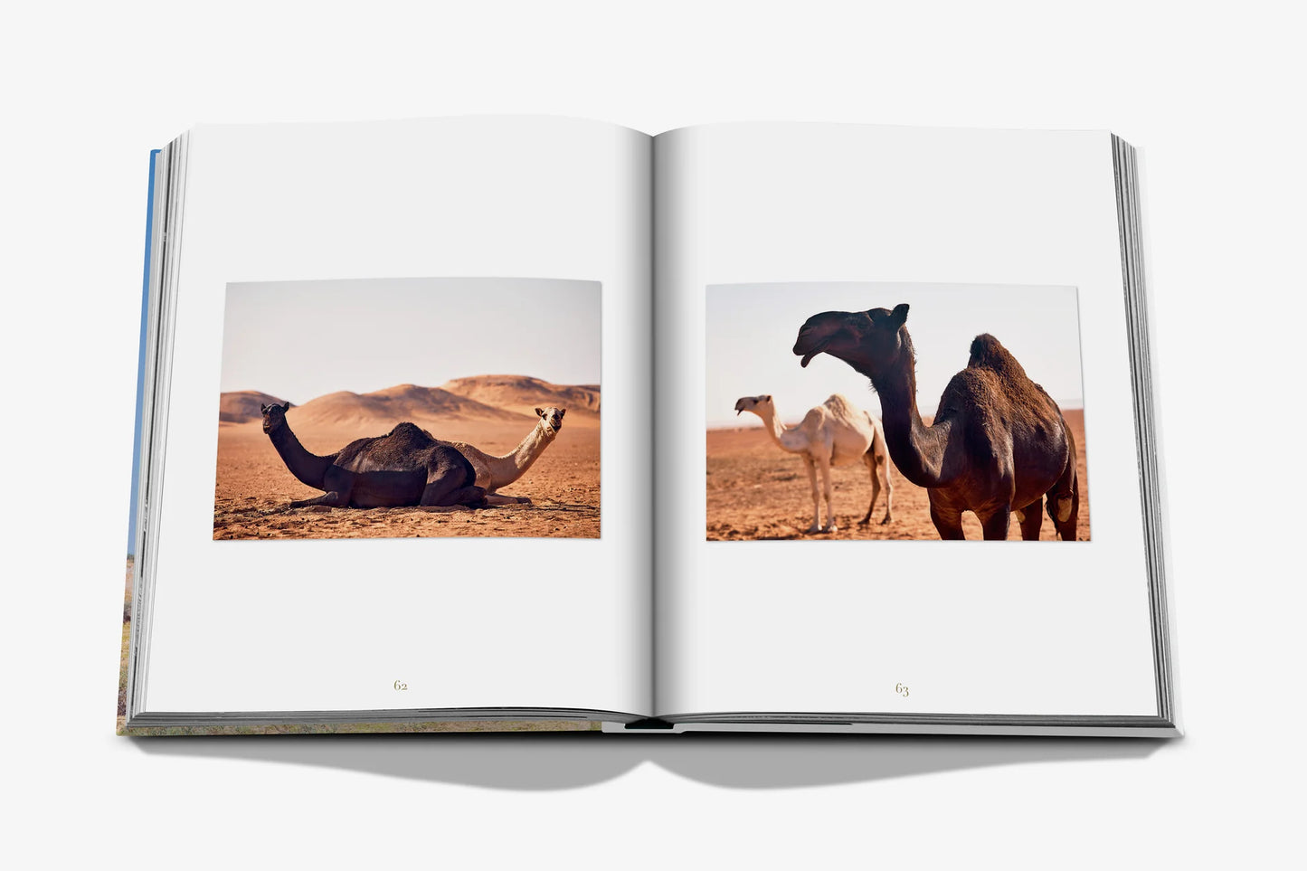 Camels From Saudi Arabia