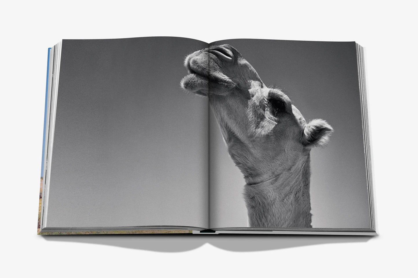 Camels From Saudi Arabia