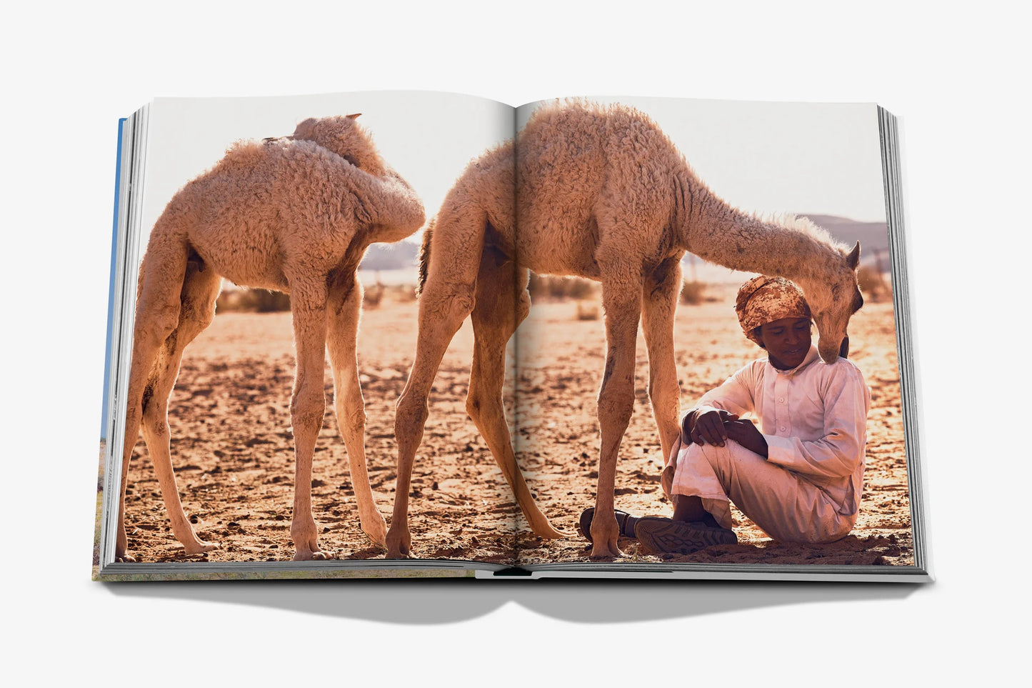 Camels From Saudi Arabia