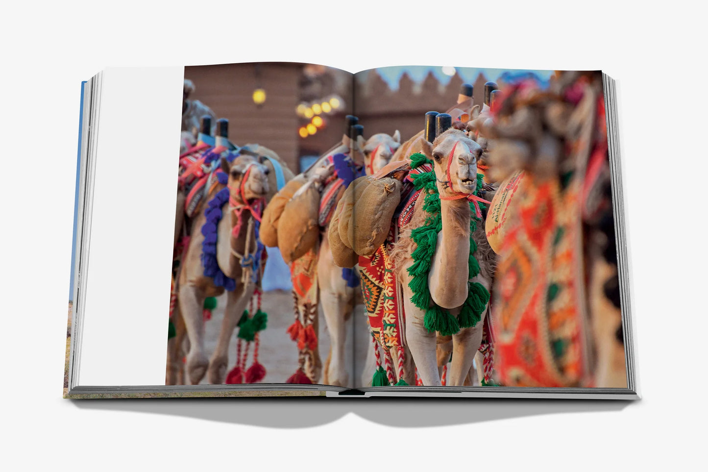 Camels From Saudi Arabia