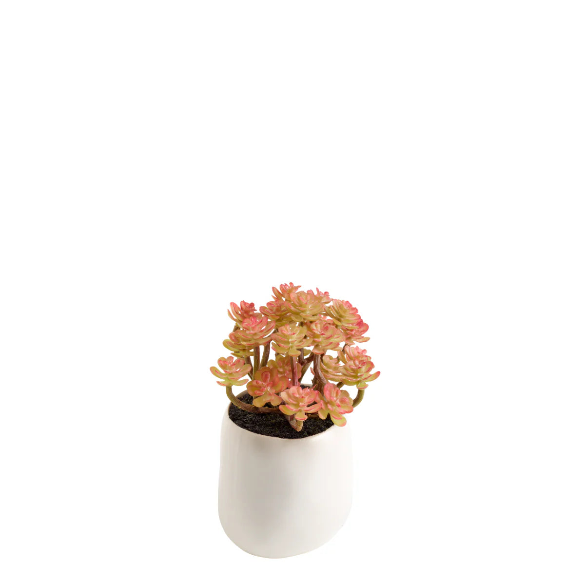 Mini Houseleek Plant in Ceramic