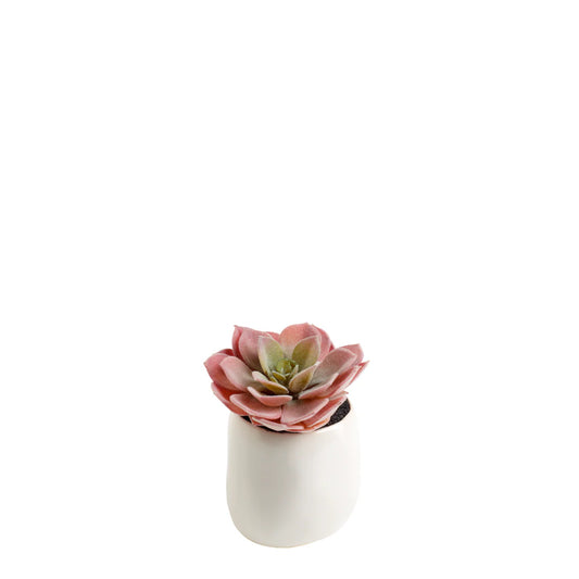 Mini Houseleek in Pot