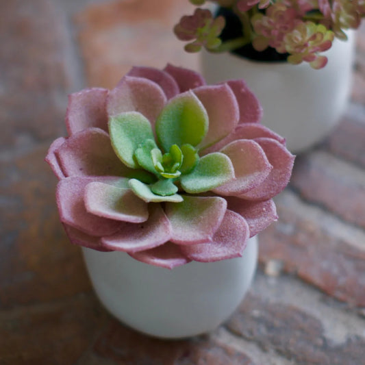 Mini Houseleek in Pot