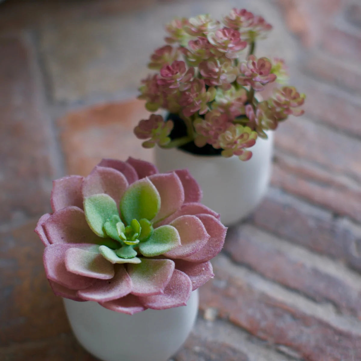 Mini Houseleek in Pot