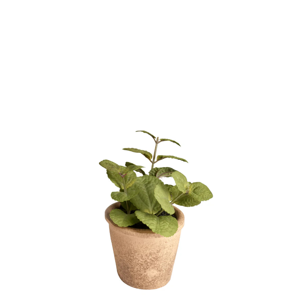 Oregano in Pot