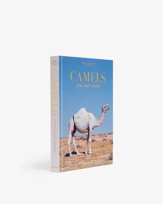 Camels From Saudi Arabia
