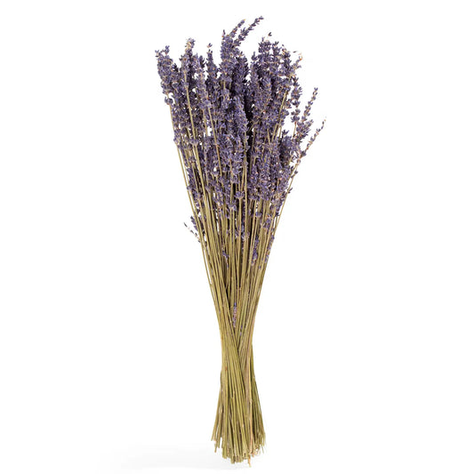 Lavender Bundle